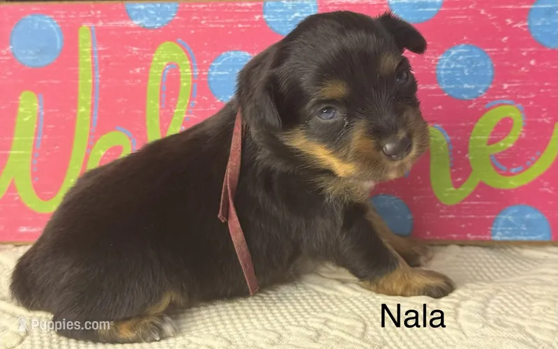 Nala – Miniature Australian Shepherd puppy for sale in Fredericktown, MO