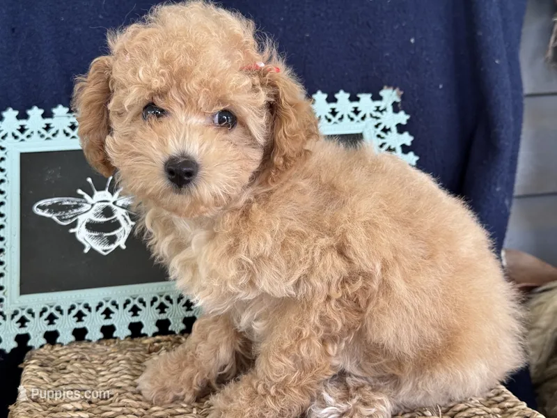 Magnolia – Poodle - Toy  puppy for sale in Fredericktown, MO