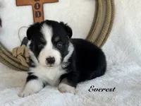 Everest, a female Miniature Australian Shepherd for sale in Fredericktown, MO – 1 of 1