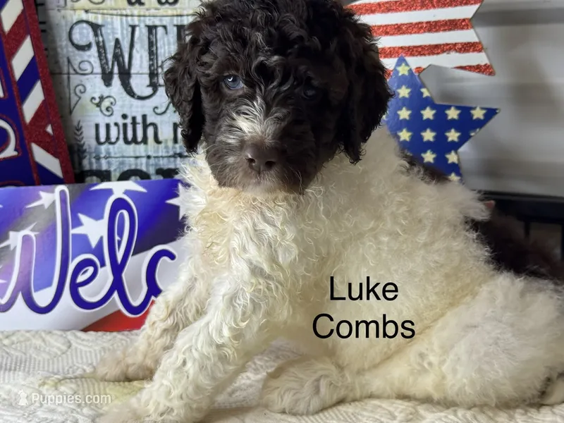 Luke Combs – Poodle - Standard  puppy for sale in Fredericktown, MO