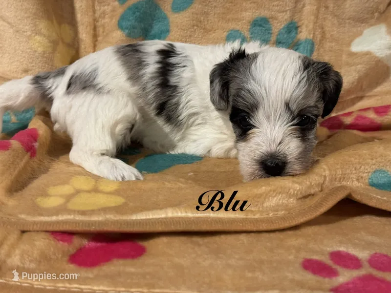 Blu – Yorkipoo puppy for sale in Fredericktown, MO