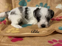Blu, a male Yorkipoo for sale in Fredericktown, MO – 1 of 1