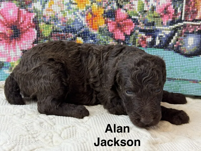 Alan Jackson – Poodle - Standard  puppy for sale in Fredericktown, MO