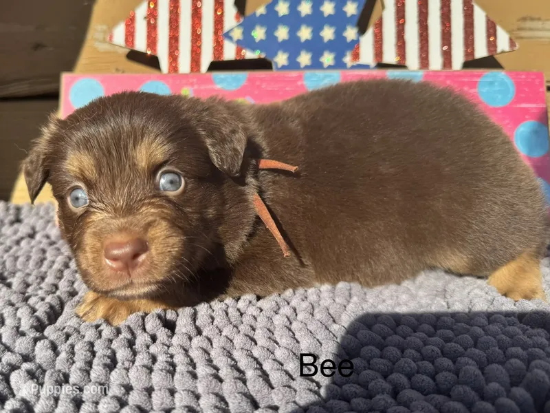 Bee – Australian Shepherd puppy for sale in Fredericktown, MO