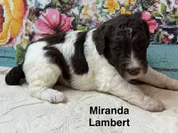 Miranda Lambert, a female Poodle - Standard  for sale in Fredericktown, MO – 1 of 1