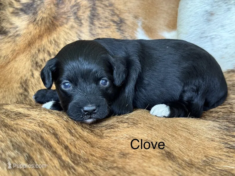 Clove "toy" – Aussiedoodle puppy for sale in Fredericktown, MO