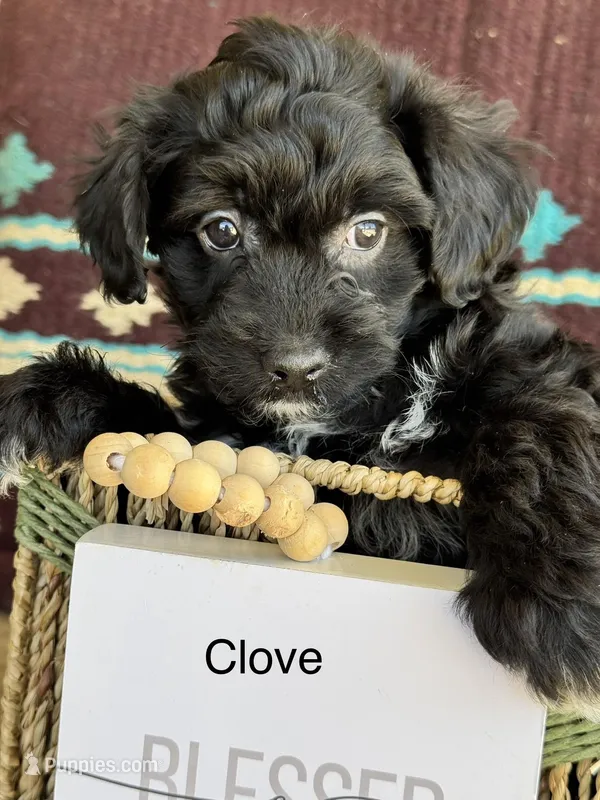 Clove "toy" – Aussiedoodle, Miniature Aussiedoodle puppy for sale in Fredericktown, MO