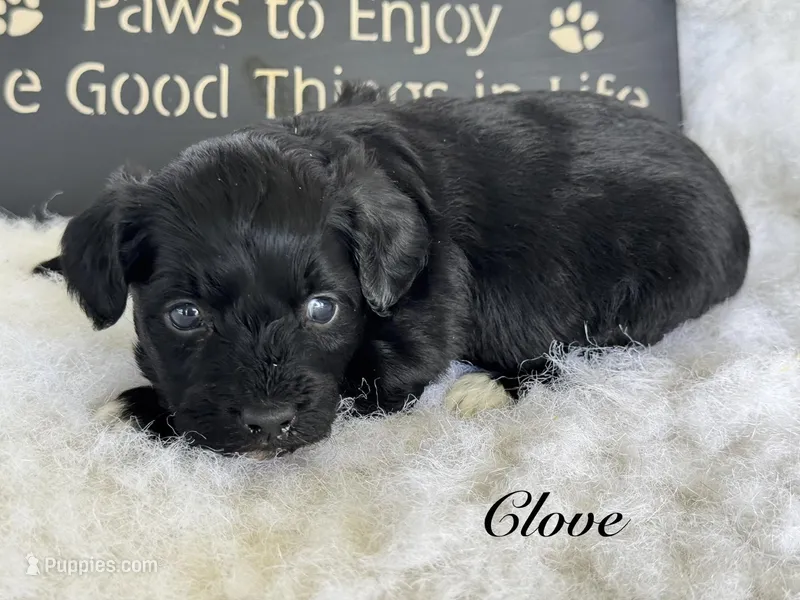 Clove "toy" – Aussiedoodle puppy for sale in Fredericktown, MO