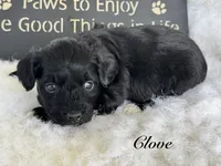 Clove "toy", a male Aussiedoodle and Miniature Aussiedoodle for sale in Fredericktown, MO – Photo 1 of 2