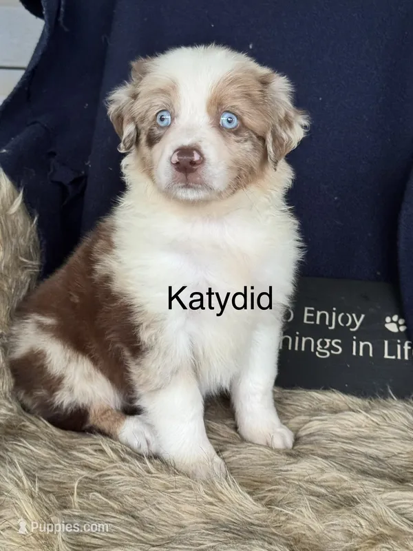 kadydid – Australian Shepherd puppy for sale in Fredericktown, MO