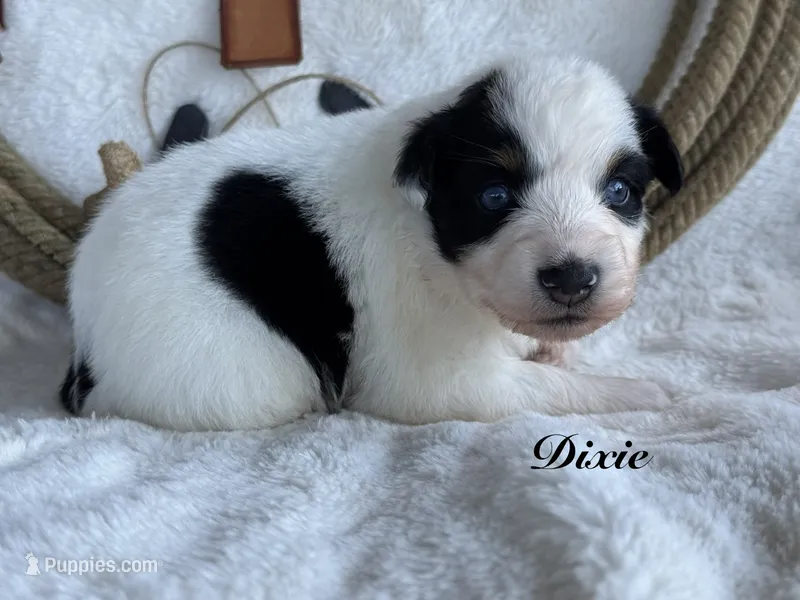 Trixie – Miniature Australian Shepherd puppy for sale in Fredericktown, MO