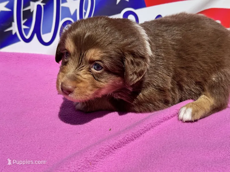 Rapunzel – Miniature Australian Shepherd puppy for sale in Fredericktown, MO