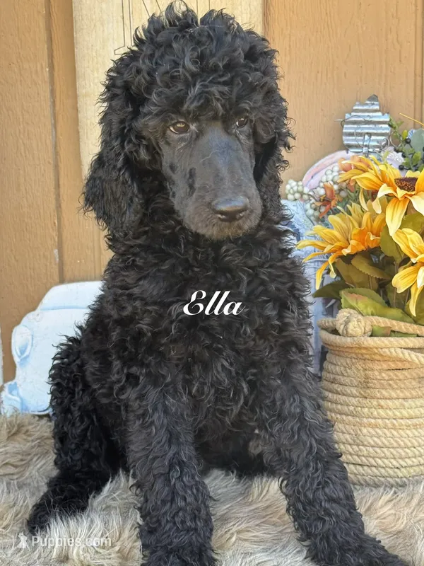 Ella Langley – Poodle - Standard  puppy for sale in Fredericktown, MO