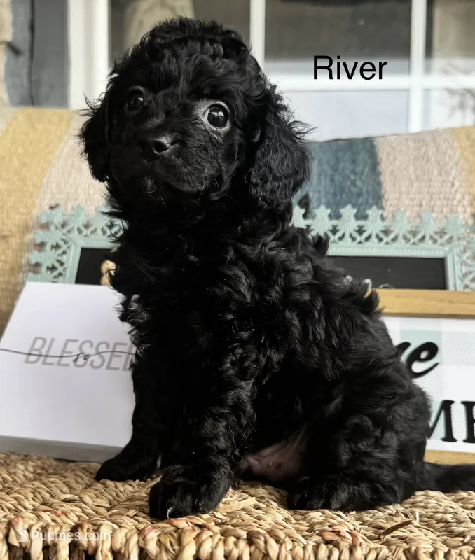 River – Cavapoo puppy on hold in Fredericktown, MO