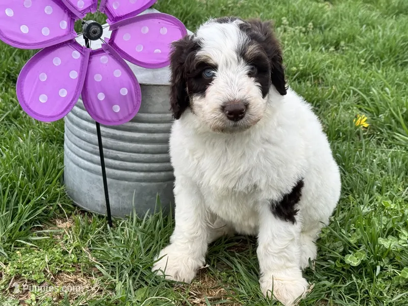 Sixlets – Aussiedoodle puppy for sale in Fredericktown, MO