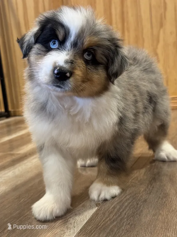 Slinky – Miniature Australian Shepherd puppy for sale in Fredericktown, MO