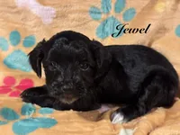 Jewel, a female Yorkipoo for sale in Fredericktown, MO – 1 of 1