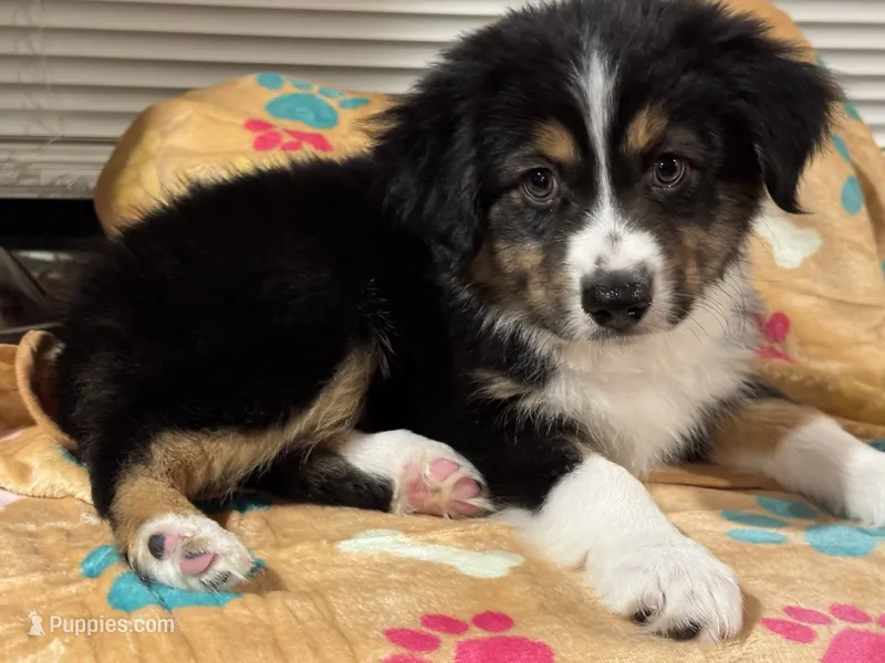 Rubble – Miniature Australian Shepherd puppy for sale in Fredericktown, MO