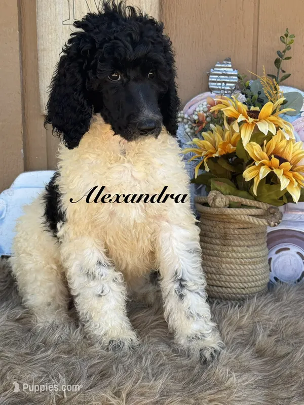 Alexandra Kay – Poodle - Standard  puppy for sale in Fredericktown, MO