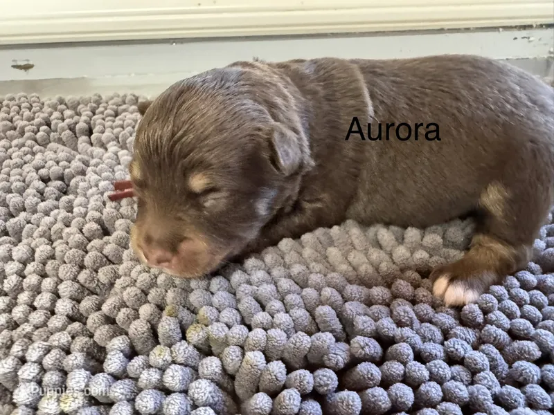 Aurora – Miniature Australian Shepherd puppy for sale in Fredericktown, MO