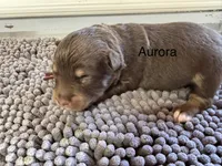 Aurora, a female Miniature Australian Shepherd for sale in Fredericktown, MO – 1 of 1