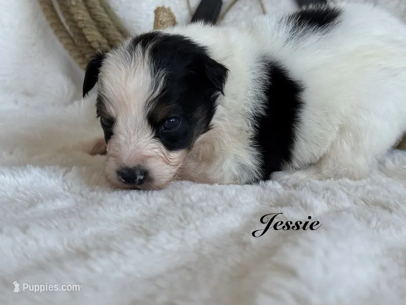 Jessie – Miniature Australian Shepherd puppy for sale in Fredericktown, MO