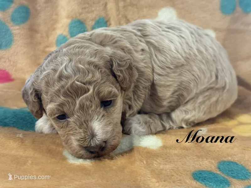 Moana – Poodle - Toy  puppy for sale in Fredericktown, MO