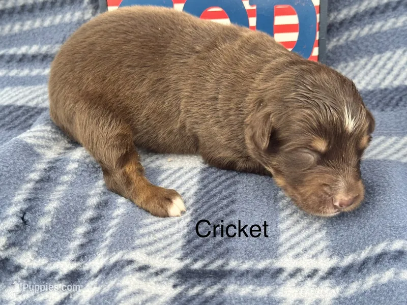 Cricket, a male Australian Shepherd for sale in Fredericktown, MO – 1 of 1
