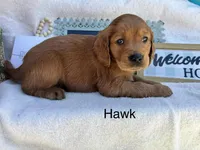 Hawk, a male Golden Retriever for sale in Fredericktown, MO – 1 of 1