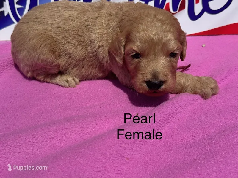 Pearl – Goldendoodle puppy for sale in Fredericktown, MO