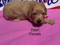 Pearl, a female Goldendoodle for sale in Fredericktown, MO – 1 of 1