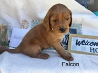 Falcon, a male Golden Retriever for sale in Fredericktown, MO – Photo 2 of 2