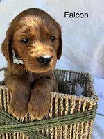 Falcon, a male Golden Retriever for sale in Fredericktown, MO – Photo 1 of 2
