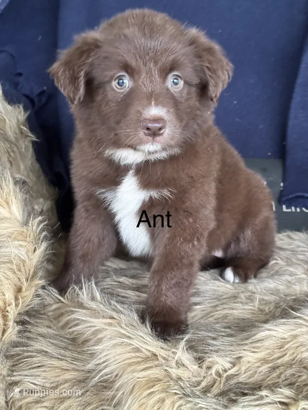 Ant – Australian Shepherd puppy for sale in Fredericktown, MO
