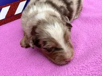 LadyBug, a female Australian Shepherd for sale in Fredericktown, MO – 2 of 2