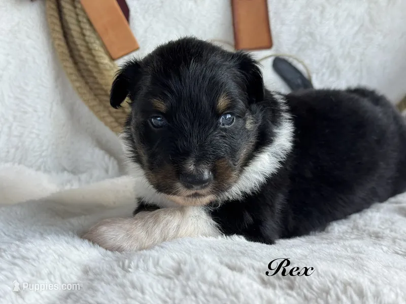 Rex – Miniature Australian Shepherd puppy for sale in Fredericktown, MO