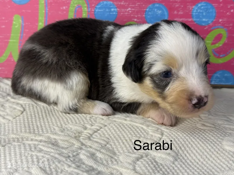 Sarabi – Miniature Australian Shepherd puppy for sale in Fredericktown, MO
