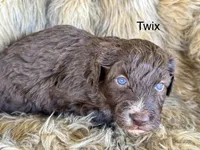 Twix, a female Aussiedoodle for sale in Fredericktown, MO – Photo 1 of 2