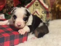 Ozark, a male Miniature Australian Shepherd for sale in Fredericktown, MO – Photo 3 of 4