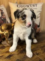 Ozark, a male Miniature Australian Shepherd for sale in Fredericktown, MO – Photo 1 of 4