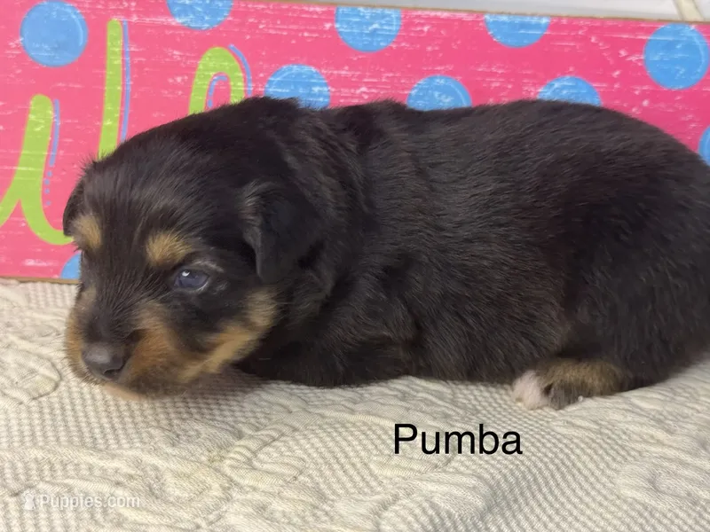 Pumba – Miniature Australian Shepherd puppy for sale in Fredericktown, MO