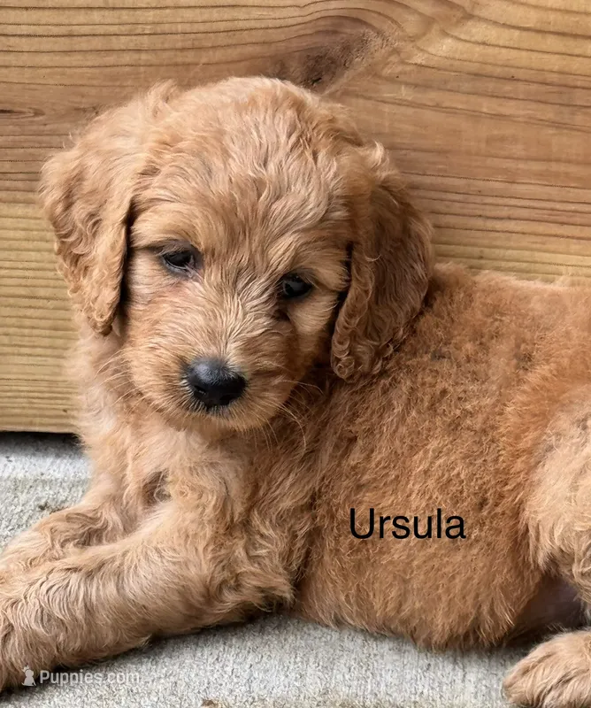 Ursula – Goldendoodle puppy for sale in Fredericktown, MO