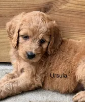 Ursula, a female Goldendoodle for sale in Fredericktown, MO – 1 of 3