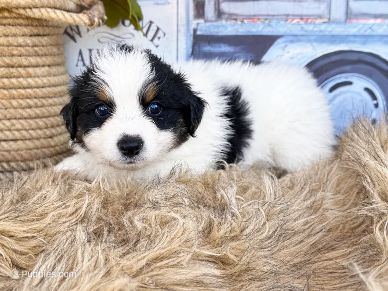 Jessie – Miniature Australian Shepherd puppy for sale in Fredericktown, MO