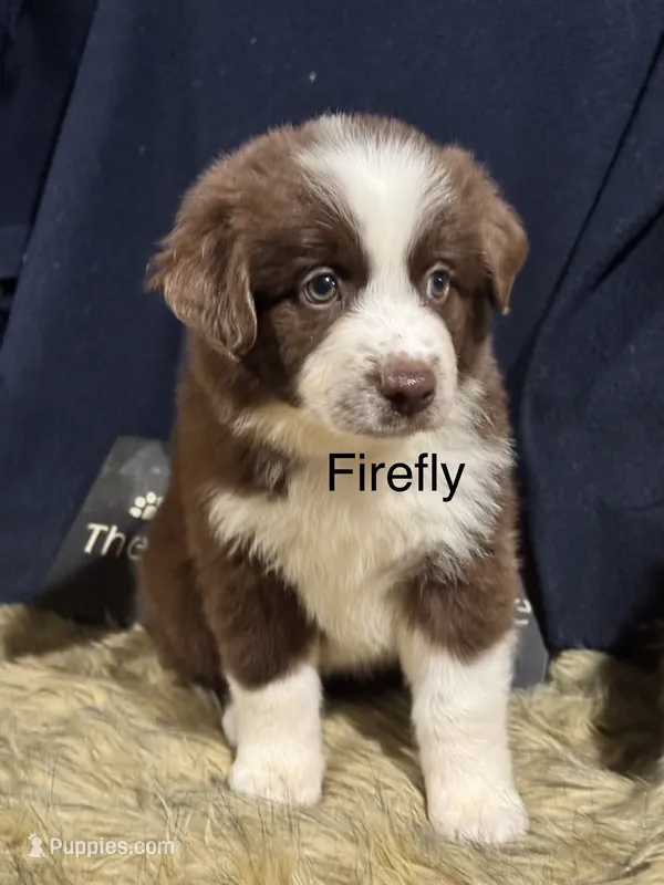 Firefly – Australian Shepherd puppy for sale in Fredericktown, MO