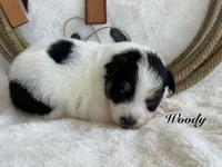 Woody, a male Miniature Australian Shepherd for sale in Fredericktown, MO – 1 of 1