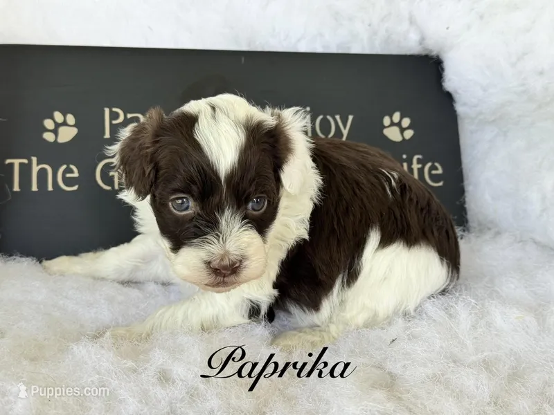 Paprika "toy" – Aussiedoodle puppy for sale in Fredericktown, MO