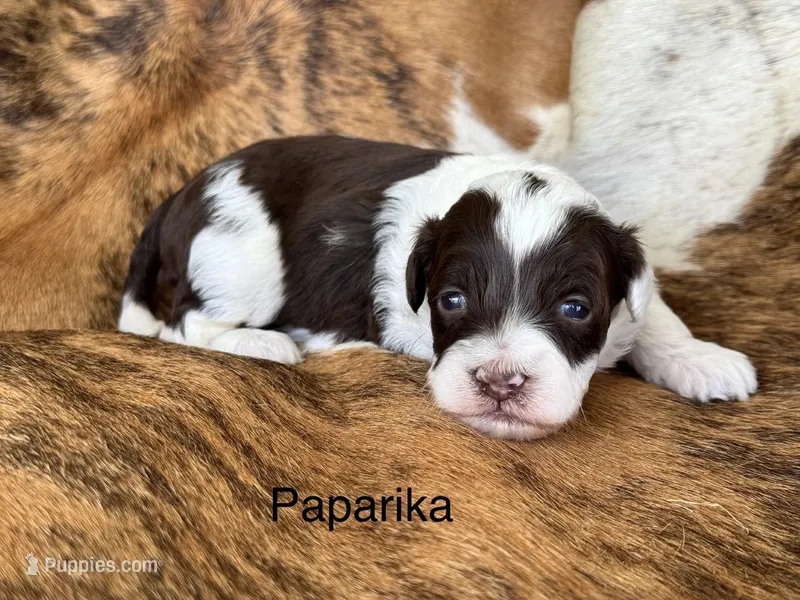 Paprika "toy" – Aussiedoodle puppy for sale in Fredericktown, MO
