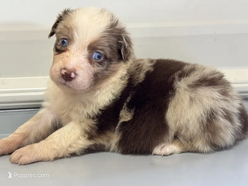 kadydid – Australian Shepherd puppy for sale in Fredericktown, MO