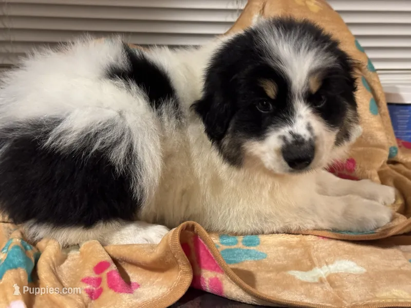Woody – Miniature Australian Shepherd puppy for sale in Fredericktown, MO